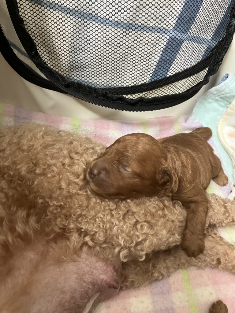 Nucleus Line Poodle Logo Zwergpudel Zucht Bensheim